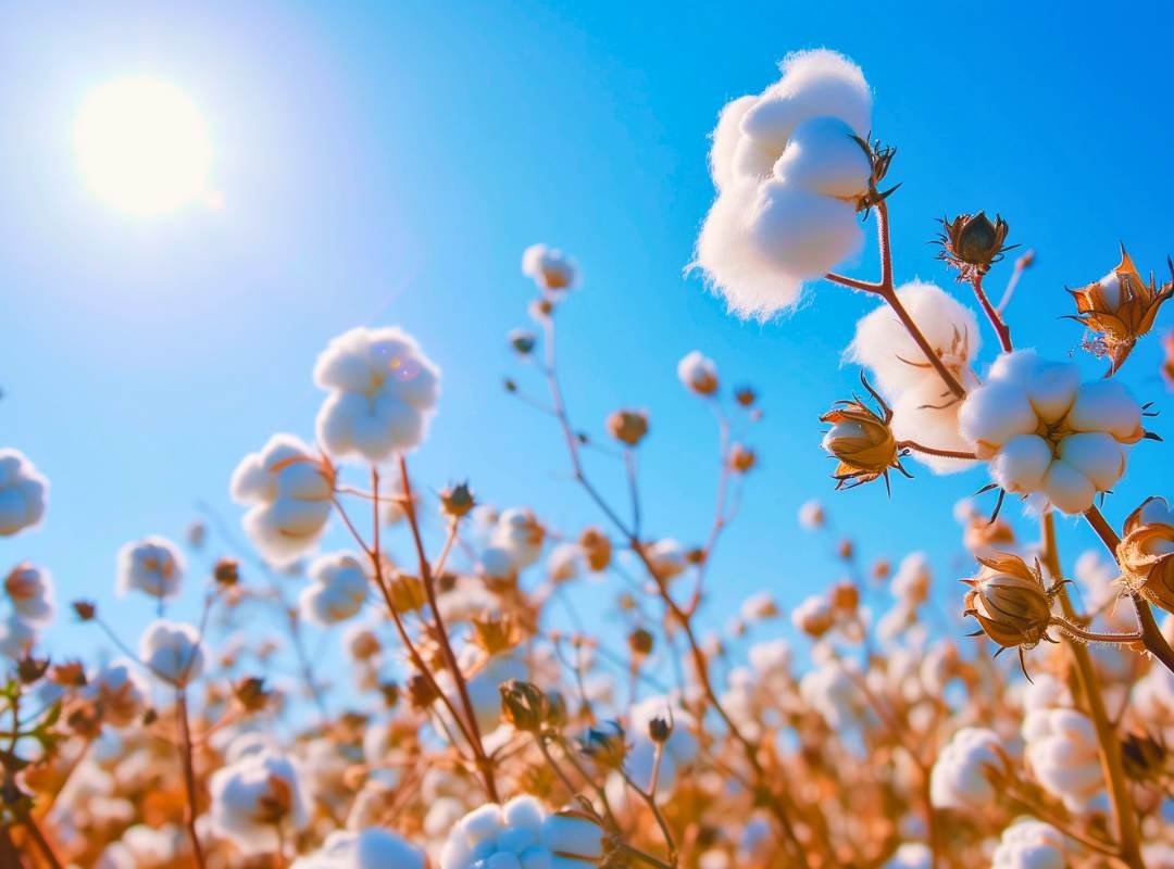 Supima Cotton