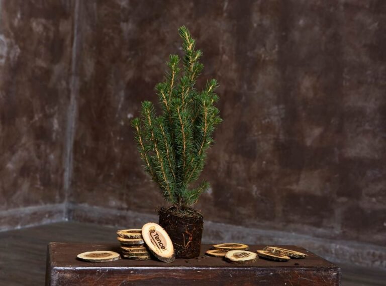 Where to Buy Rhoback: There's a Few Places